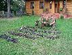 Pokot....ok 90 szt w 11 strzelb. ja na tym polowaniu pozyska�em 25 szt., i zosta�em kr�lem, DB