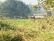 dzisiejsze wyjscie do lasu:) sta� tak z 5 min nie chcial sie obr�cic