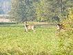 dzisiejsze wyjscie do lasu:) i �ania tez by�a