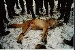Z�otomedalowy wilk
Wilk strzelony �adnych par� lat temu (10?) przez Koleg�. Do tego wilka r�wnie� strzela�em... i by� niewypa�. Basior dosta� w pachwin� brenek� - chodzili�my za nim przez d�u�szy czas (r�wnie� po S�owacji - chyba si� ju� przedawni�o). �apy ma zwi�zane tak na wszelki wypadek:-)) - a tak serio to trzeba go by�o donie�� (na solidnym dr�gu) do samochodu. By�o daleko i troch� ci�ko.  Wa�y� mimo wychudzenia i pustego �o��dka 47 kg. Czaszka ok 45 pkt CIC (wyceniana razem z rekordowym �osiem kamczackim - zdj�cia w �P) "za�apa�a si�" na 2 miejsce w Polsce.