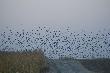 
...mysla�em ,�e to szara�cza...