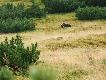 Nied�wiedzica...