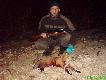 Lisek pozyskany w okolicy �odwigowa.Dystans strza�u +100m z amunicji 11,7 SP S&B