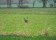 Szkoda tylko, �e nie chcia� lepiej za pozowa� do fotki a godny uwagi by�... 
