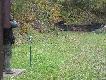Nowy zaj�c ...z belk� :-)