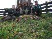 pokot po pierwszym dniu polowania w Lipcach reymontowskich lis i 7 kogut�w