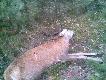widywa�em tego byczka w czerwcu kiedy by� w scypule potem kilka razy w lipcu i sierpniu,ju� wtedy wydawa� si� ciekawy.przy wypisywaniu odstrza��w poprosi�em o 1kl.wieku