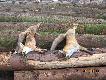 Dwa liski strzelone w obwodzie Ko�a �owieckiego "G�uszec" w Wi�le