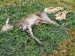 Pokot �ania dwa lisy