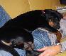 FANKA Go�czy Polski-pies my�liwski