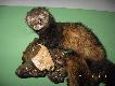 Tch�rz pospolity (mustela putorius)