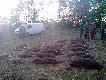 14 strzelb .  3 dni polowania dewizowego .6 postrza�k�w odnalezionych .3 Fleta z Wilczewskich Wydm i 3  Weny z Klanu Posokowc�w . Zdj�cie pokotu z trzecia ostatniego dnia polowania . 