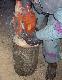 Wi�r z pod �a�cucha skrz�tnie zbieramy gdy� stanowi� on b�dzie znakomit� podpa�k�.