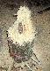 tak wygl�da gotowy "gwizdek" 