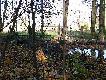 najtrudniej psom bylo wyci�gn��  dziki z wody