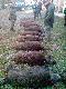 31.10.2010. 12 strzelb . Pokot 10dzik�w 1lis i jenot . 