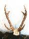 cervus unicolor