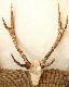 cervus timorensis