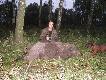 odyniec 92kg, szable 21,5cm strzelony w po�owie pa�dziernika na porannym zej�ciu - bez prawego przedniego biegu...