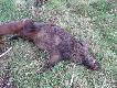 widoczny or�.. - niestety zanim si� przewr�ci� uderzy� w brzoz� i od�ama� lew� fajk�...