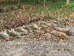 Pokot polowania Hubertowskiego.
Dwa lisy, dwana�cie zaj�cy i czterna�cie ba�ant�w.