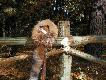 chodzi� lisek.....