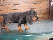 ASTOR Obornicki Le�nik
