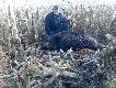 Odyniec 89kg strzelony w po�udnie na huczce w kukurydzy:)