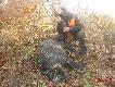 Pierwszy miot i pierwsze dziki w �yciu holendra . 
