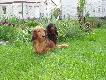 W razie potrzeby s� gotowe do akcji.
Iga i Kori - jamniki d�ugow�ose standard