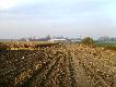 Kopovy i spka
W dniu 31.10.10r. podkadaem z bratem Piotrem i kol. ukaszem Psy na polowaniu zbiorowym w K Baant w miejscowoci Unisaw (Kujawsko-Pomorskie).
5 pierwszych pdze to sama kukurydza, 2 pozostae to plantacje wikliny.
Na polowaniu towarzyszya nam pikna pogoda i dobre humory:)