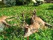 byk strzelony przez dewizowca kt�rego podprowadza�em