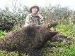 zbior�wka 2010, m�j dzik 121 kg po wypatroszeniu :)