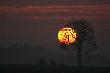Jutro te� wstan� - S�o�ce.