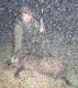 Sobotnia noc....warchlak strzelony z podchodu na oko�o 30m. Zdj�cie b. kiepskiej jako�ci, ze wzgl�du na g�sta mg��. 