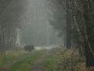 Wataszk� sk�adaj�c� si� z czterech dzik�w zamyka� �aciaty odyniec  