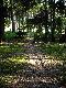 taka wy�cielona �cie�ka prowadzi�a z ��ki do skupiska rozbudowanych nor, czy to mo�e by� siedlisko borsuk�w ?
