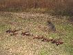 Niezast�piona towarzyszka �ow�w -Afra-