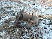 ...pierwszy �nieg...