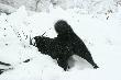Pazur - polowanie  na mysz�.Mysza usz�a z  �yciem ;))))