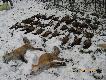 Pi�te polowanie sezonu na terenie mi podleg�ym strzelali�my tylko ba�anty. Efekt jak wida�: dwa liski i trzydzie�ci pi�� ba�ant�w. Pi�kna pogoda, ponowa pi�ciostopniowy mrozik oko�o pi�ciu centymetr�w �wie�ego puchu, trzynastu Koleg�w ze strzelbami, czego chcie� wi�cej...? Darz B�r!