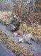 21-11-2010  Ko�o �owieckie  Nemrod kt�rego jestem cz�onkiem macierzystym - M�j Brat, to jego pierwszy dublet do dzik�w 