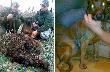 Z lewej Adam z Fletem i ja, z prawej Wena po powrocie od weterynarza.

27 listopad 2010, polowanie dewizowe. Oko�o po�udnia zaczynamy prac� na pierwszym postrza�ku, w kolejce czekaj� nast�pne, jednak los pisze tego dnia inny scenariusz. Po ponad 3-kilometrowej pracy na tropie, wst�pnie lasem, brzegiem trzcinowisk, potem polami, plantacj� wierzby energetycznej i dalej polami, docieramy z Wen� do g�stych trzcin w �rodku pola, ju� na obwodzie s�siedniego ko�a. Wycinek 73 kg, postrzelony w tylny bieg, tanio sk�ry nie odda�. Wena pi�knie go wystawia�a i g�osi�a, od pierwszej szar�y zd��y�a uciec, ja nie trafi�em, Wena natychmiast wraca w trzciny nadal g�osz�c i prowokuj�c kolejny atak, przed kt�rym te� ucieka, ale nie do�� szybko - dzik j� dogania i kilkakrotnie tnie szablami. Ja nie trafiam ponownie (emocje, zm�czenie, b�yskawiczne t�po). Przerwa, telefon do �ony i pro�ba, �eby przyjecha�a i zabra�a Wen� do weterynarza (m�j samoch�d zosta� w lesie). Nast�pnie telefon po pomoc – po Adama z Fletem i Paw�a, kt�rzy przerywaj� dochodzenie swojego postrza�ka aby pom�c przy tym. Gdy docieraj� na miejsce, pr�bujemy wyp�dzi� dzika sami, oszcz�dzaj�c psu "wra�e�". Chodzili�my brzegiem trzcin, krzyczeli�my jak rasowi naganiacze. Nie uda�o si� i Adam postanawia zaryzykowa� i pu�ci� Fleta. Ten wchodzi w trzciny i od razu musi ratowa� si� ucieczk�, rozw�cieczony dzik wybiega za nim a� na pole. Pud�o Adama zmienia zamiary dzika kt�ry obiera sobie na cel my�liwego i jak torpeda szar�uje prosto na Adama. B�yskawiczna my�l „czy zd��y?”, prze�adowa�, wi�c chyba zd��y, ale czy trafi? Dzik jest metr od Adama, jak nie trafi to ju� po nim. Pada strza�, dzik wywraca si� p� metra przed Adamem (scena jak z "Ta�cz�cego z wilkami"), ja dzi�kuj� �w. Hubertowi �e to si� tak sko�czy�o. Wena przesz�a dwugodzinn� operacj�, dzik ci�� zamaszy�cie, ale na szcz�cie niezbyt g��boko. Na zdj�ciu wida� tylko cz�� szw�w.