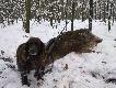Nast�pny dziczek, kt�rego nie doszed�bym bez Abry!!! Po strzale poszed� jeszcze oko�o 300 m. i le�a� oko�o 20 krok�w od miejsca gdzie swojego dzika znalaz� forumowy KEMOR. Dobry pies to podstawa naszej przygody!!!!!!!!