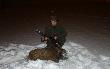 30-11-2010 22:15 Id�c nieu�ytkami w kierunku ambony, przed polami lustruje teren. Na rzepaku �eruj� dwie sarny. Po przej�ciu oko�o 50 metr�w lustruje teren jeszcze raz. W moj� stron� id� 4 dziki. Locha z trzema warchlakami. Szybko podchodz� pod m�odnik i obserwuje. Wiatr wieje wprost do nich. Wchodz� pod modrzew, bro� opieram o ga��� i �apie w krzy� warchlaka buchtuj�cego z boku. Strza� i dzik zostaje w ogniu. 