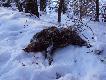 Pozyskany z podchodu przy pomocy psa w dniu dzisiejszym o godz.10:50. By� bez lochy i mia� star� ran� postrza�ow� na mostku.