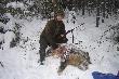 5-12-2010 Go�cinne polowanie w Kole Nr 8 " Klub My�liwski" z Ostrowa Wielkopolskiego – w pi�tym p�dzeniu strzelam drugiego dzika