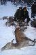 5-12-2010 Go�cinne polowanie w Kole Nr 8 " Klub My�liwski" z Ostrowa Wielkopolskiego – Z Olkiem przy moich dzikach i �ani