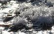 04-12-2010 Na tafli zamarzni�tego rowu. Kryszta�y oko�o 2-3 cm