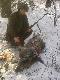 5-12-2010 Go�cinne polowanie w Kole Nr 8 " Klub My�liwski" z Ostrowa Wielkopolskiego –  w drugim p�dzeniu strzelam dzika
